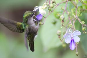 a hummingbird eating a purple flower from a tree at Rêve Et Alizé in Bouillante