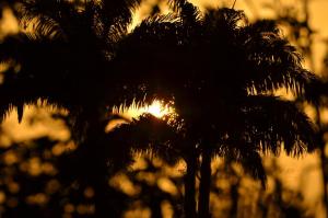 a silhouette of a palm tree with the sun behind it at Rêve Et Alizé in Bouillante +30 photos