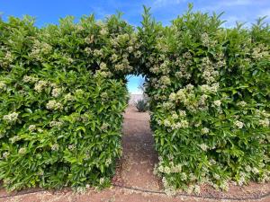 A garden outside Villetta a Corigliano D'Otranto