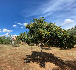 A garden outside Villetta a Corigliano D'Otranto
