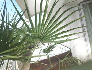 a green plant in a room with a window at Hotel Ambassador in Rimini