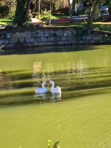 two white swans swimming in a body of water at Chalé do Bosque in Gramado