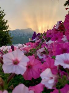 a bunch of pink and white flowers in a field at Hotel Aurora in Molveno