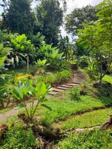 a garden with stairs in the grass and trees at Hostel Osa Tucan Drake in Drake