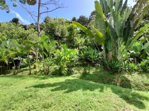 un jardín con césped verde y una palmera en Hostel Osa Tucan Drake, en Drake