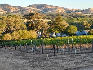 a vineyard with a bunch of vines and mountains at Archery Road Estate in Rowland Flat