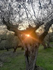 un albero con il sole che splende tra i rami di BeBrettino Atipico. Un into the wild tranquillo a Trebbiantico
