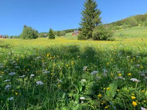 Príroda v okolí apartmánu