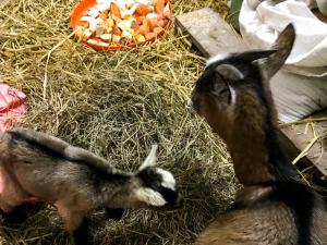Zvieratá na farme alebo blízkom okolí