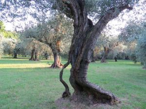 Giardino di BeBrettino Atipico. Un into the wild tranquillo