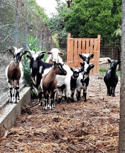 Tiere in diesem Bauernhof oder in der Nähe