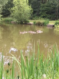 un grupo de patos nadando en un estanque en Hollicarrs - Sunflower Lodge en York