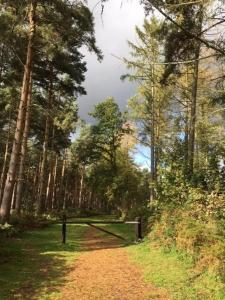 uma estrada de terra no meio de uma floresta em Hollicarrs - Sunflower Lodge em York