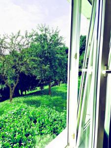 a window with a view of a field of plants at Apartament Parkowy Mrągowo in Mrągowo
