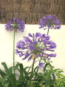 A garden outside Casa Verde