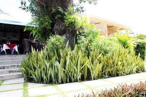 A garden outside Pirogue Lodge
