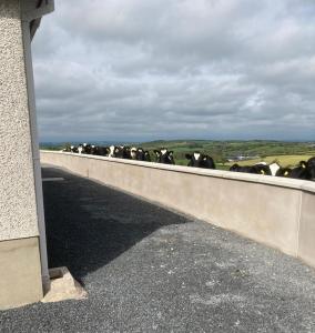 un troupeau de vaches marchant sur un mur en béton dans l'établissement Gracey's Hillside Lodge, à Ballyward