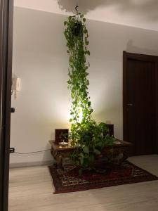 a plant is growing on a table in a room at Residence San Pietro Book sharing in Nola