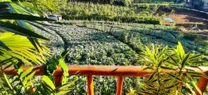 Zahrada ubytování Serenity Homestay