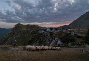 a herd of sheep standing on a hill with a man at Guesthouse Letnja Basta in Lukomir