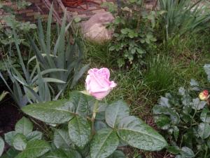 エイスクにあるГостевой дом "Жемчужинка"の庭にピンクのバラが生えている