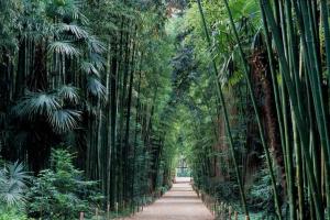 einen Pfad mitten in einem Bambuswald in der Unterkunft Maison au centre de St Jean du Gard in Saint-Jean-du-Gard