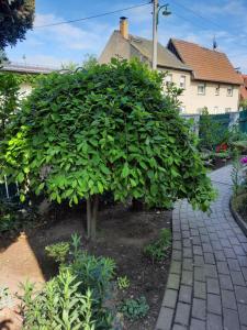 Zahrada ubytování Gästewohnung am Thümmlitzwald
