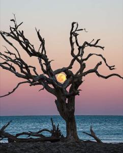 un albero morto sulla spiaggia con la luna sullo sfondo di Villa Mariel - Adults Only Giannella Playa a Orbetello