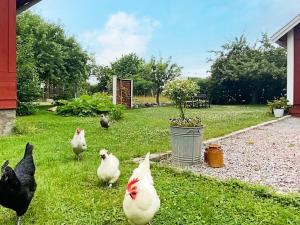 Stenhamraにある4 person holiday home in STENHAMRAの草の中に立つ鶏の群れ