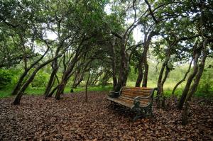 un banco del parque sentado en medio de un bosque en Leshiba Wilderness, en Louis Trichardt