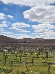 a large vineyard in the middle of a field at פטריוט -יקב ננה in Mitzpe Ramon +10 photos