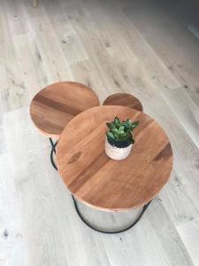 a wooden table with a potted plant sitting on it at Work or holiday nieuw studio Santhooft in Nieuwpoort