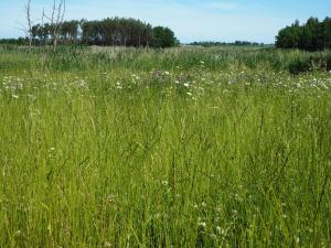 a field of tall grass with flowers in it at Cisza i Wiatr II Nielisz Roztocze in Nielisz