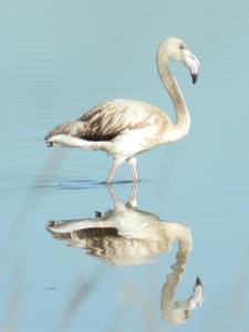 due uccelli in piedi nell’acqua con il loro riflesso di Le Residenze di Porto Corallo a Villaputzu