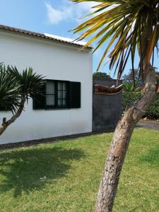 un palmier devant une maison blanche dans l'établissement Quinta do Areeiro, à Horta