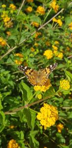 una farfalla arroccata sulla cima di una pianta con fiori gialli di Mariposa B&B a San Vito lo Capo