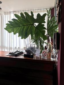 a wooden desk with a large green plant on it at Posada Bambys in Concordia