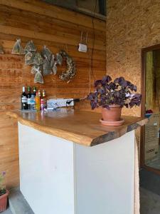 un mostrador con botellas de alcohol y una maceta en Guesthouse Omalo, en Omalo