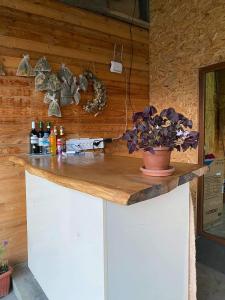 Kuchyň nebo kuchyňský kout v ubytování Guesthouse Omalo + 14 fotografií