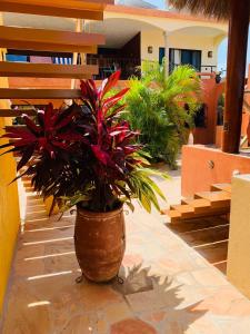 a potted plant in a pot on a patio at Villa La Joya in Barra de Navidad