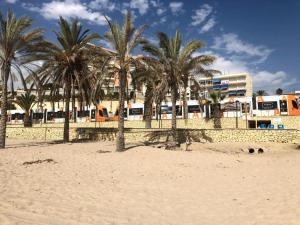 un grupo de palmeras en una playa de arena en Apartamento con piscina y parking, en El Campello