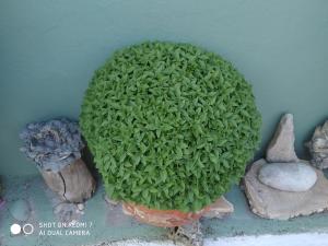 A garden outside Violetta Rooms
