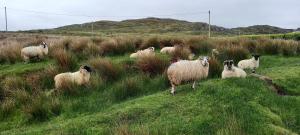 Foto sihtkohas Eyeries asuva majutusasutuse Manannan Cottage, Beara galeriist