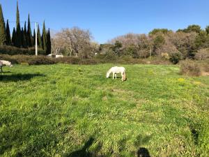 dos caballos blancos pastando en un campo de hierba en Chambre hôtes Les Garrigues CUCURON en Cucuron