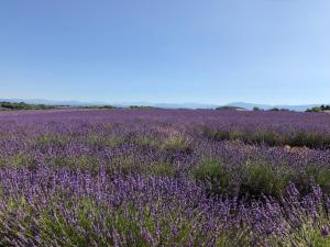 ein Lavendelfeld mit einem Feld lila Blumen in der Unterkunft Chambre hôtes Les Garrigues CUCURON in Cucuron