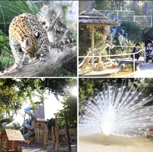 a collage of photos of a park with a leopard and a playground at L'ete Indien 2 in Sanary-sur-Mer