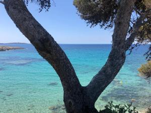 een boom met de oceaan op de achtergrond bij L'ete Indien 2 in Sanary-sur-Mer