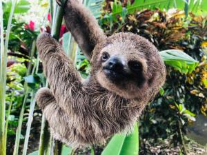 a three toed sloth hanging from a tree at Blue River Resort & Hot Springs in Liberia