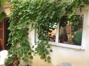 a green ivy is growing on the side of a window at Casa Adrian CAMERE CENTRU VECHI in Braşov