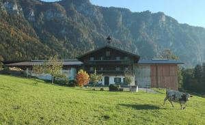 a cow standing in a field in front of a house at Selbstversorgerhütte Plafing in Ebbs